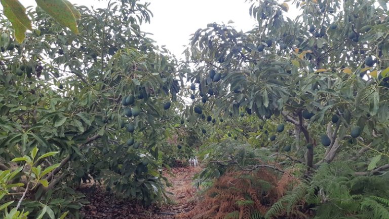 aguacate canarias igp