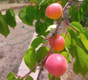 albaricoques 5-23 (1)