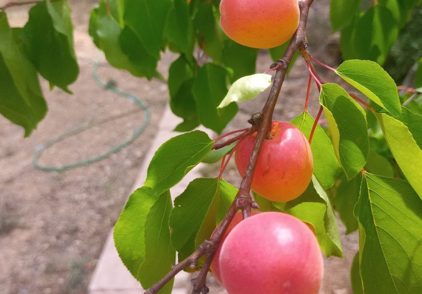 albaricoques 5-23 (1)