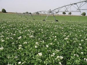 campo patatas