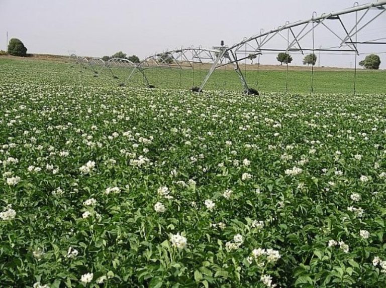 campo patatas