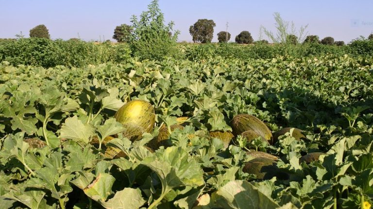 melon la mancha