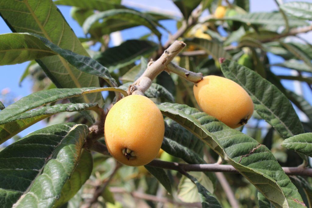 nisperos