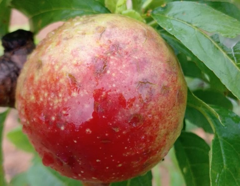 predisco fruta ava