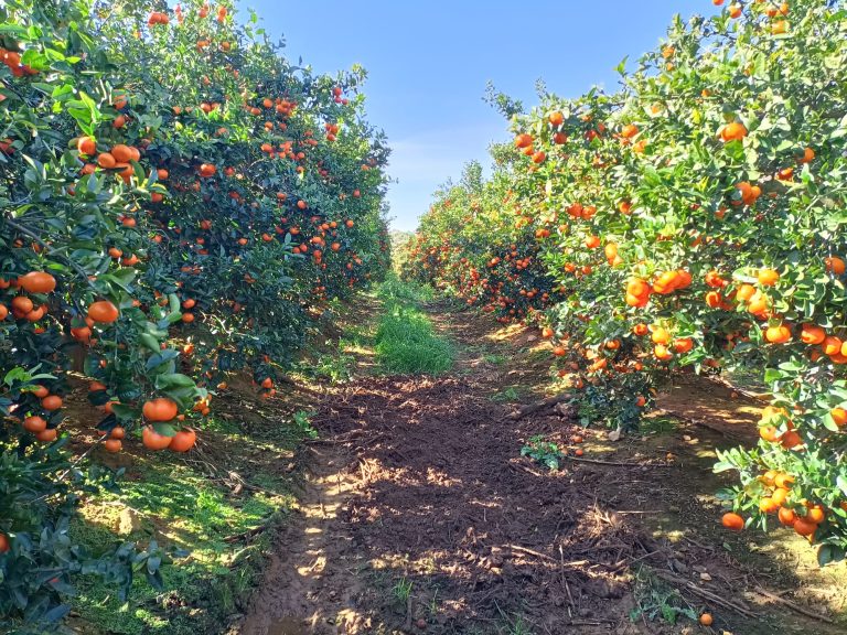 proyecto-piloto-campo-espanol-biodiversity-grow-2025