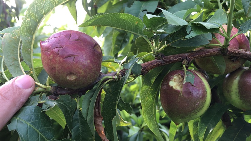 Pedregada Vall Albaida 1