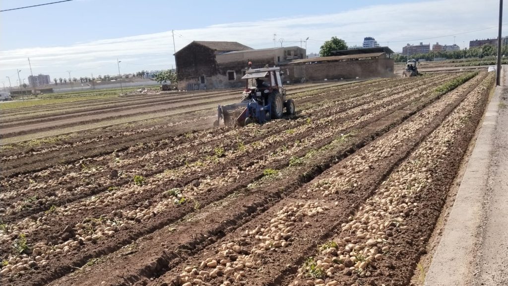 ava_patatas_huerta_valenciana