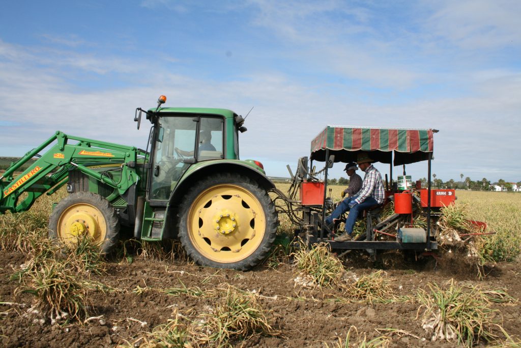 cosecha ajo Asaja Córdoba