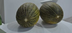 melonpieldesapo almeria