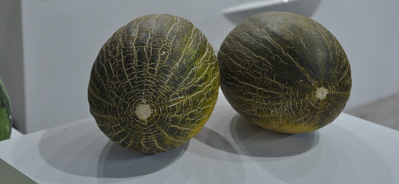 melonpieldesapo almeria