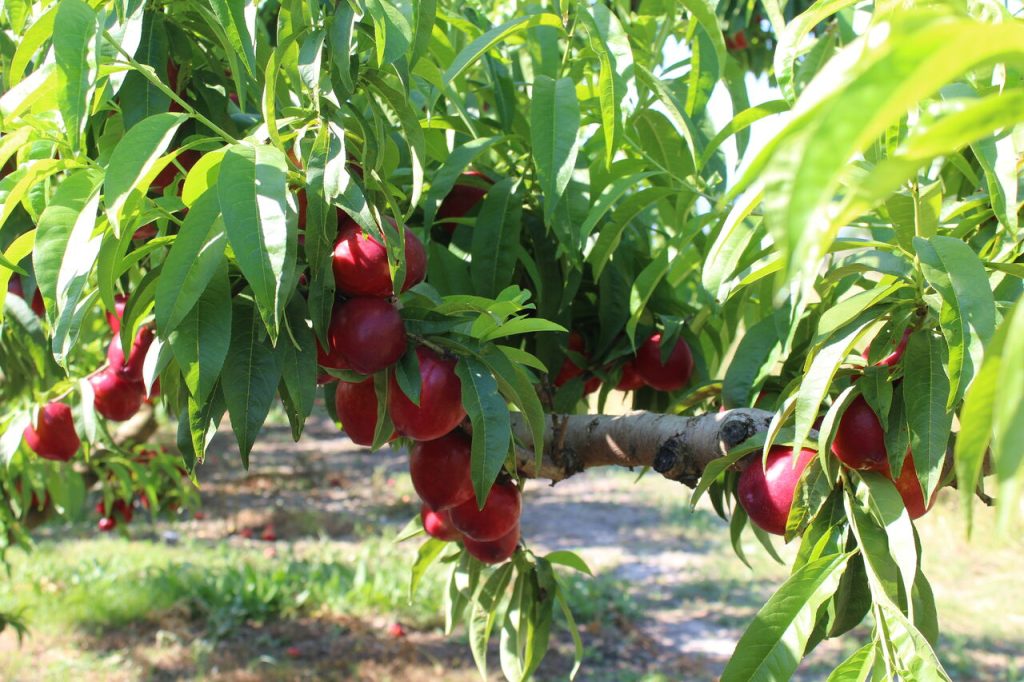 La unio fruita estiu