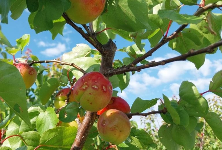 agroseguro fruta granizo