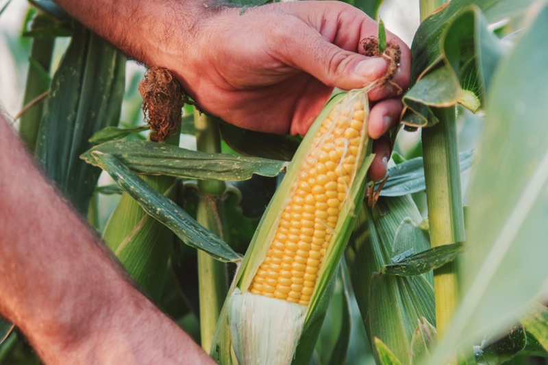 Monitorización inteligente del maíz: la producción y la eficiencia en el campo aumentan gracias a la digitalización