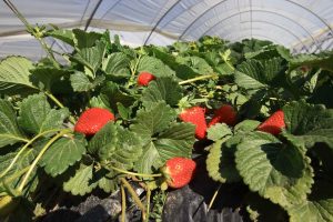 Imagen de archivo de fresas