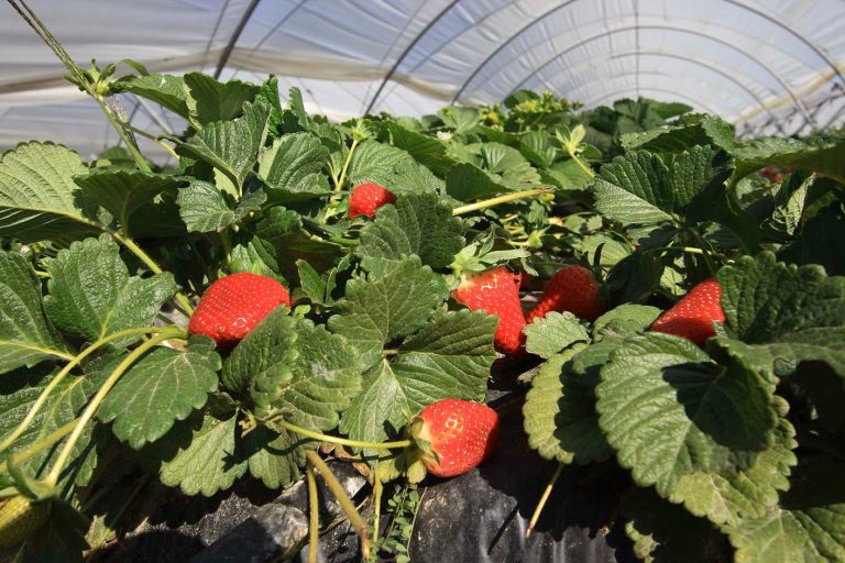 Imagen de archivo de fresas