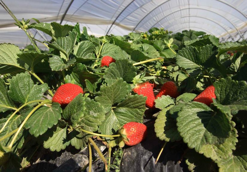 Imagen de archivo de fresas