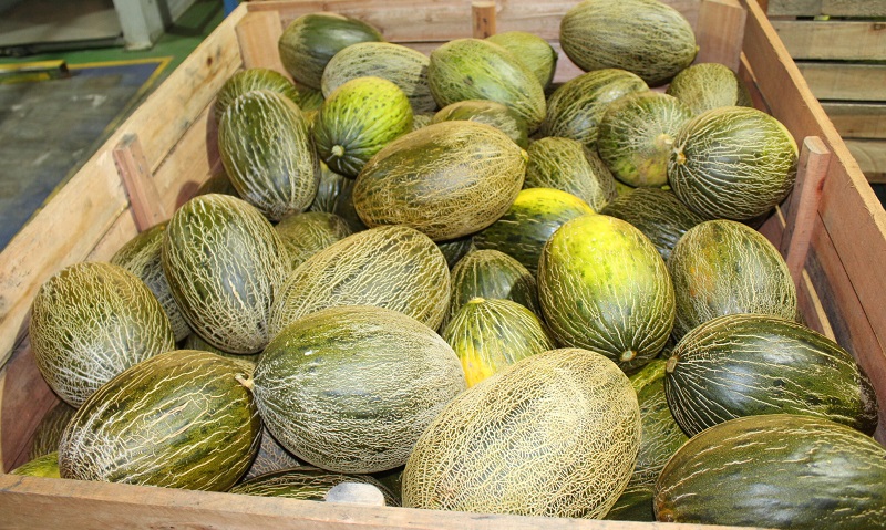 Melones Castilla la Mancha - Coop. agro-alimentarias