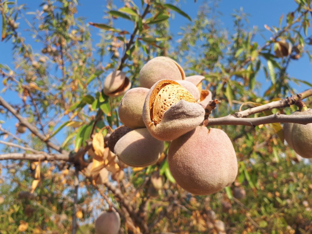 almendras