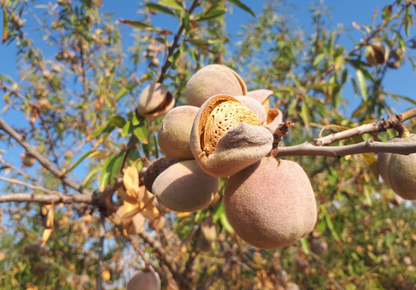 almendras
