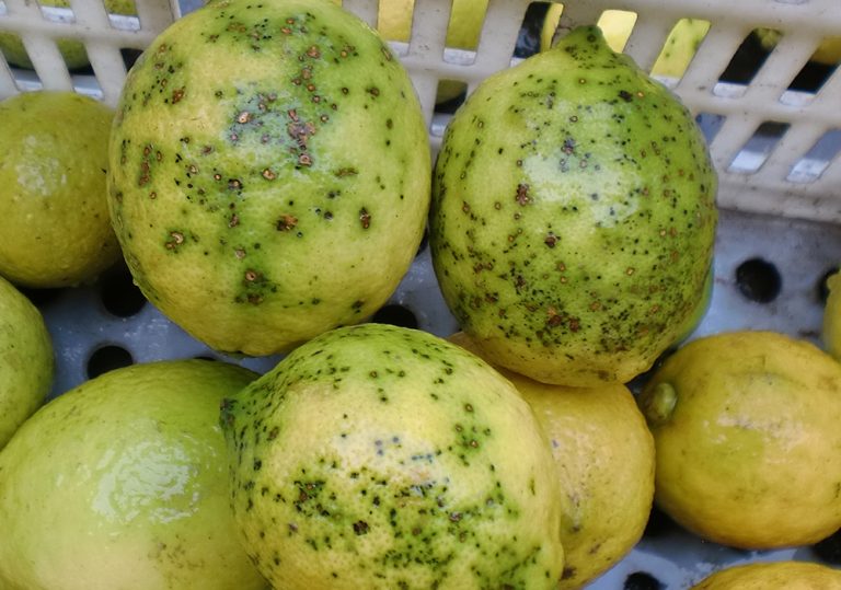 limones_mancha_negra