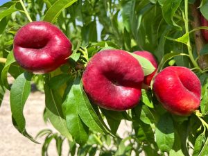 platerina sekoya psb