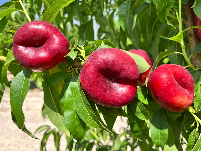 platerina sekoya psb