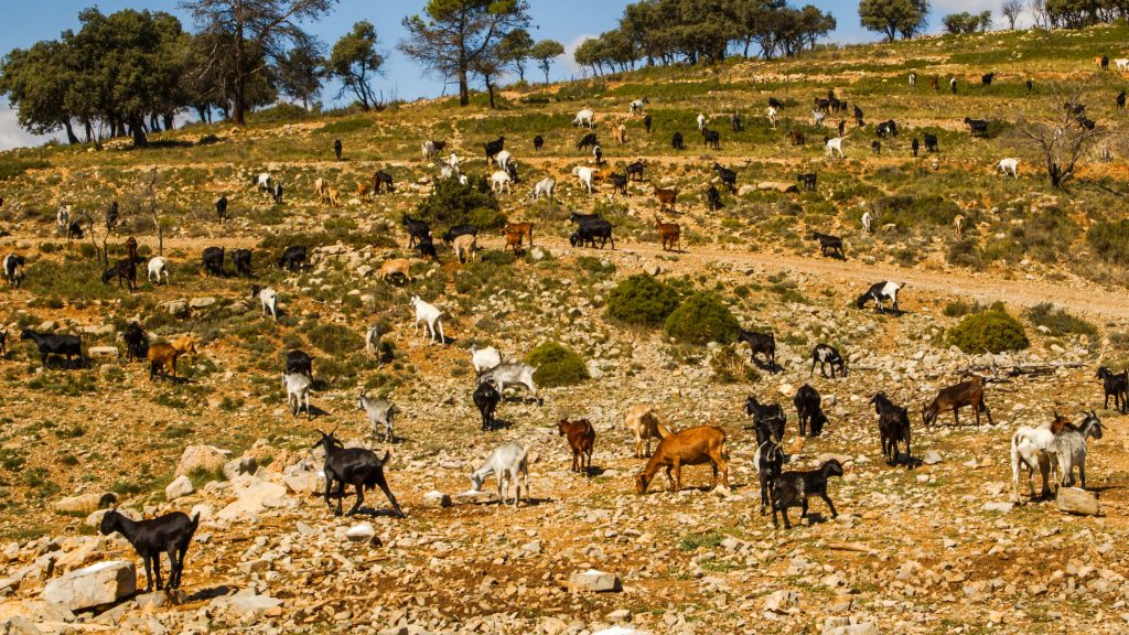Caprino en extensivo en Jérica, Castellón