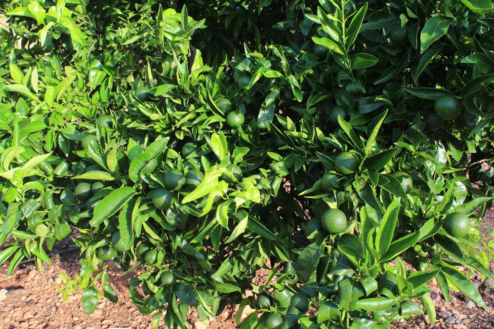 Citricos campo 8-25 la unió