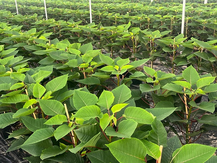 Flor de Pascua invernadero - Coexphal