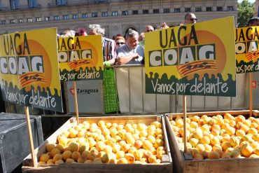 Melocoton amarillo - uaga huesca