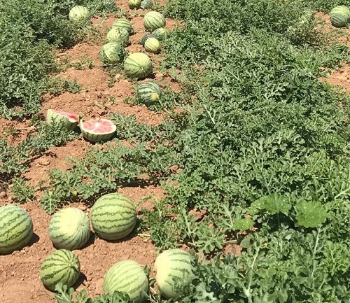Sandias campo - Coop. Agro-alim.Castilla-La Mancha