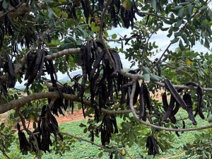 algarrobas - ava asaja