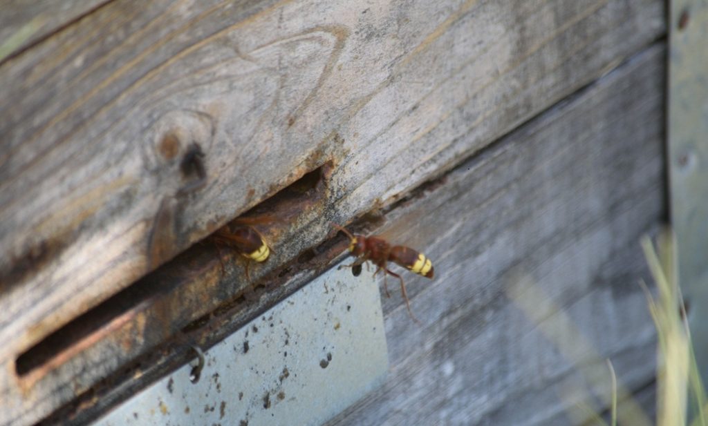 avispón oriental Málaga