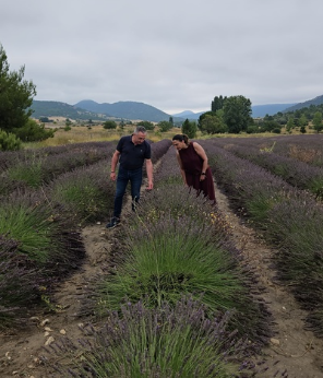lavanda campo - carm