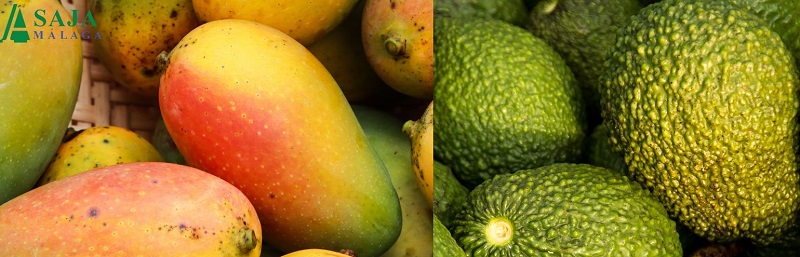 mango aguacate Asaja Málaga