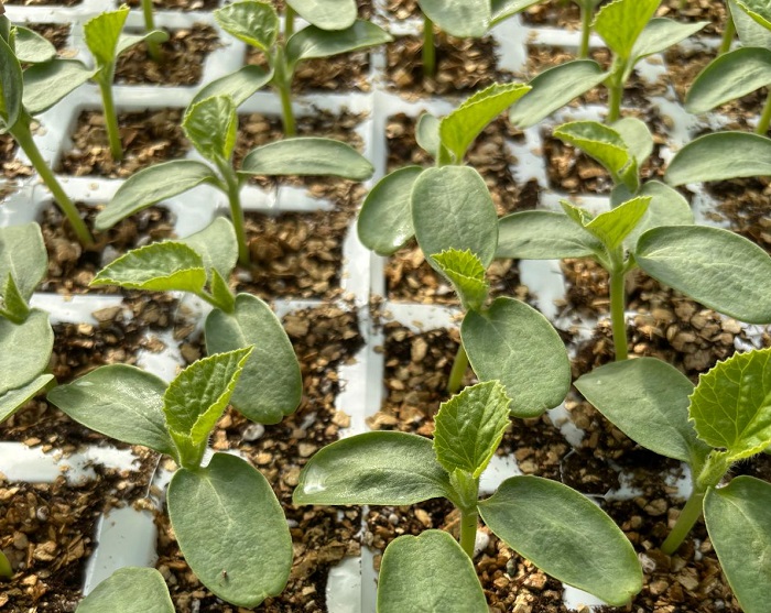 melon semillero - asaja almeria