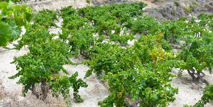 moscatel - asaja alicante