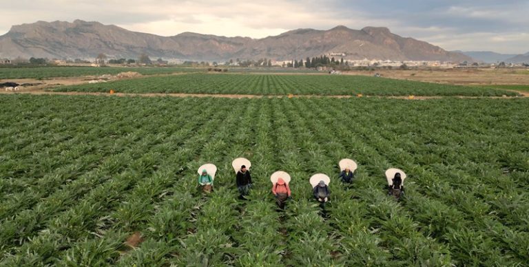 1 AGRICULTURA_VegaBajalow