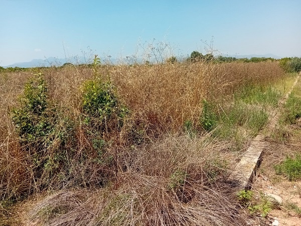 Camp abandonat cítrics - La Unio