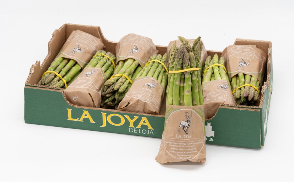 Espárrago os GAllombares