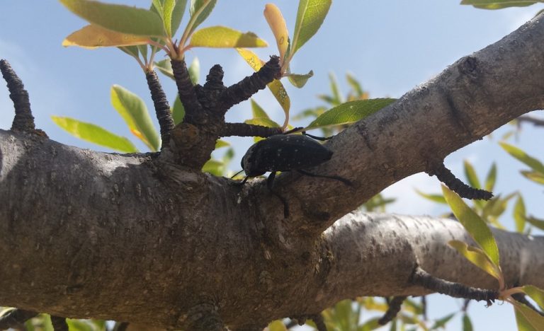 GUSANO CABEZUDO Junta Andalucía