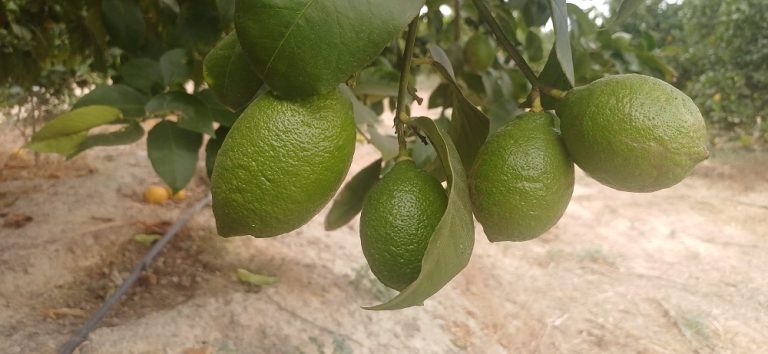 Limón_Fino_96_Asaja Alicante