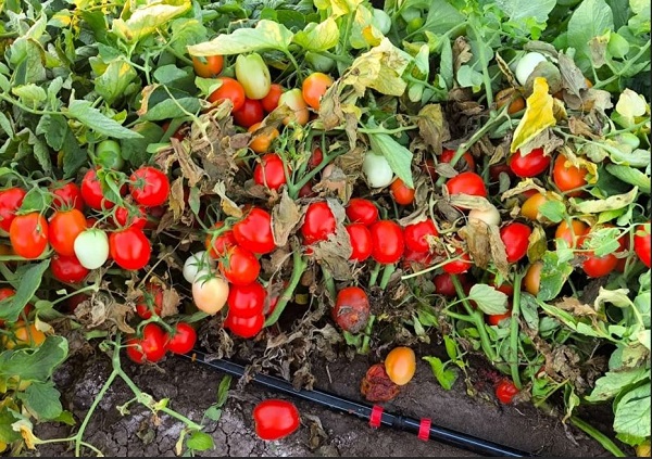 TOMATE-INDUSTRIA-2025 - coag andalucia