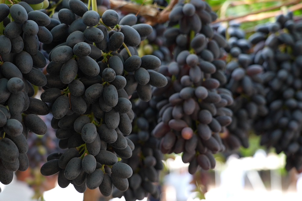 Uvas docefres NACE NO SE HACE_1.20.1