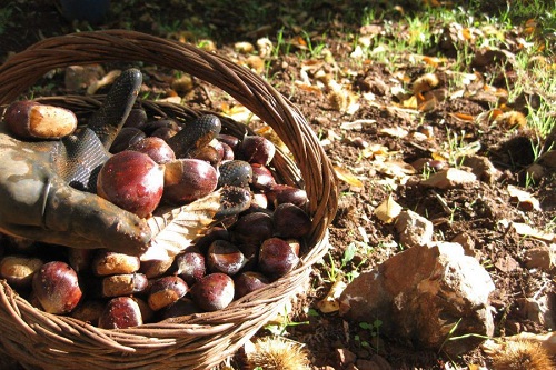 castanas Coag Andalucia