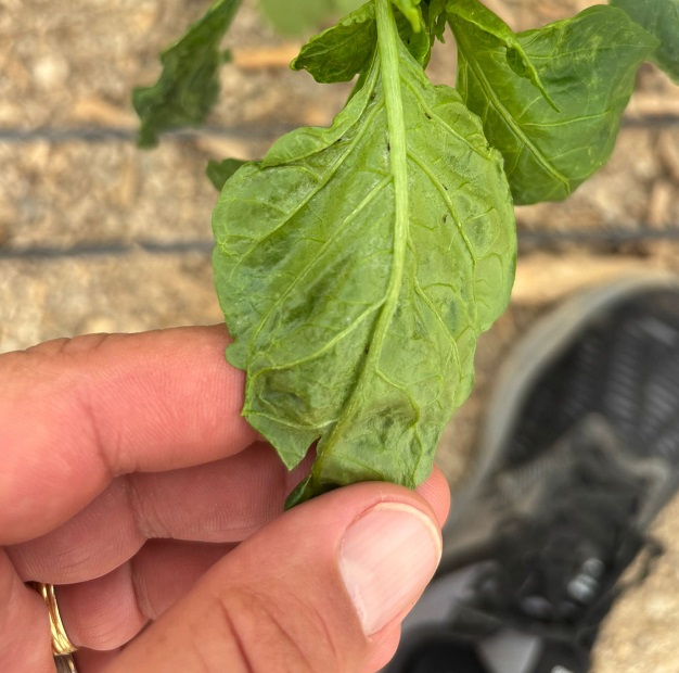 parvispinus Asaja Almería