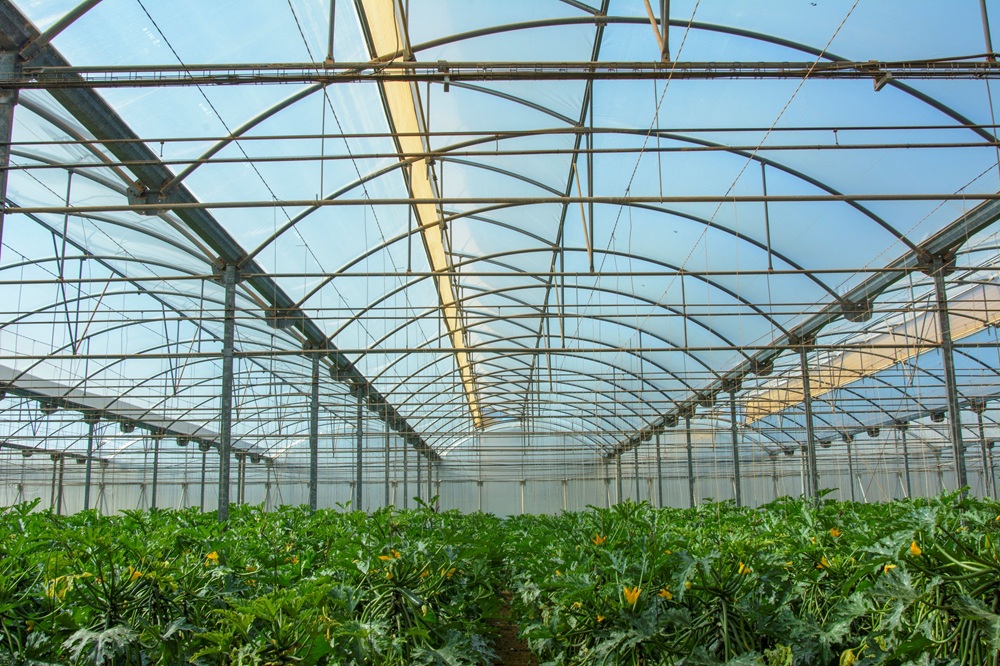 20241120_Calabacín en producción