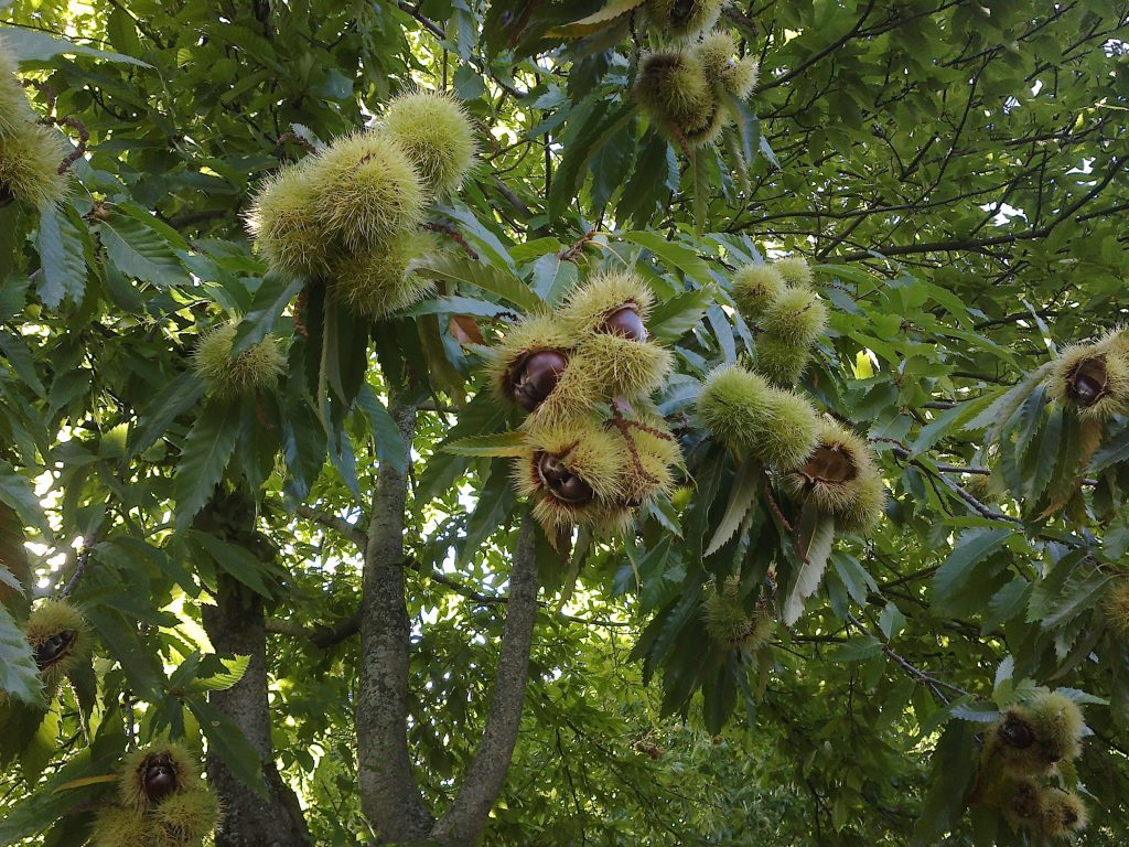 Castañas - Asaja Málaga (1)