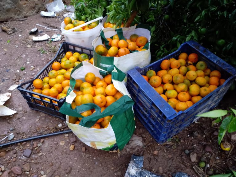 Cítricos recogidos de robo