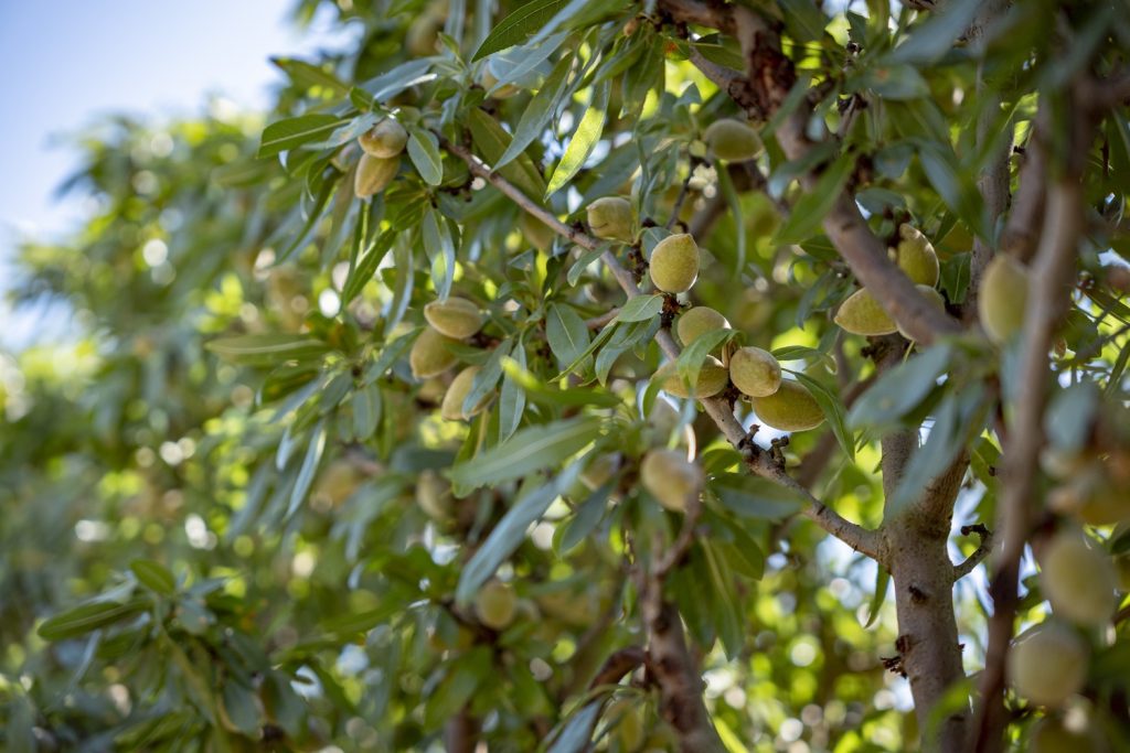 Divina nueva variedad almendra IRTA
